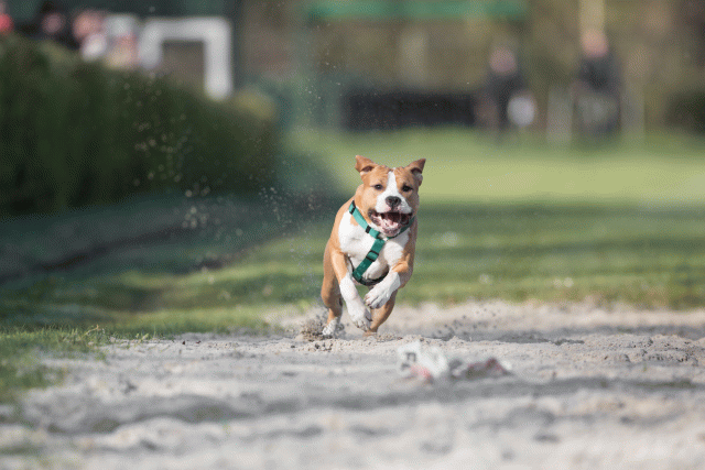 Bo4I8024 33458334360 O