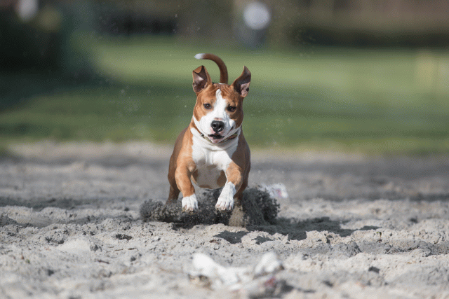 Bo4I8018 33458334860 O