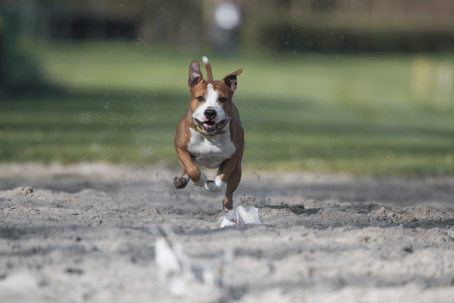 Bo4I8016 33458335060 O