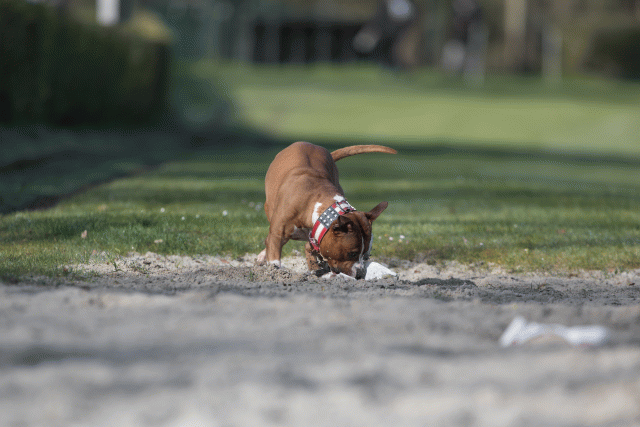 Bo4I8012 33458335380 O