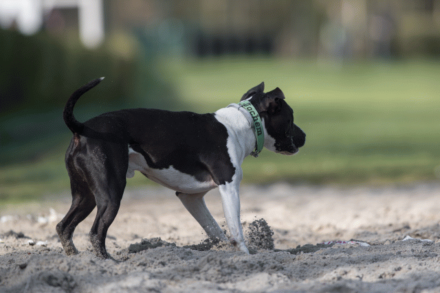 Bo4I8199 33686620562 O