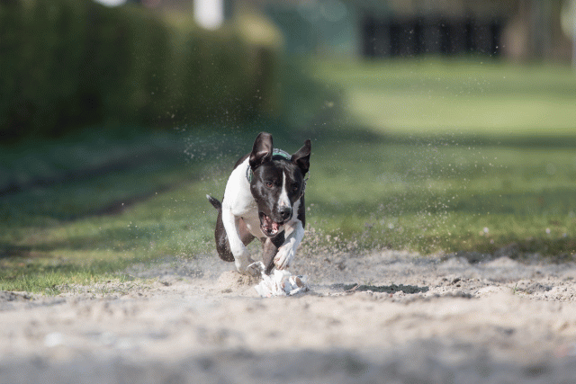 Bo4I8193 33686621272 O