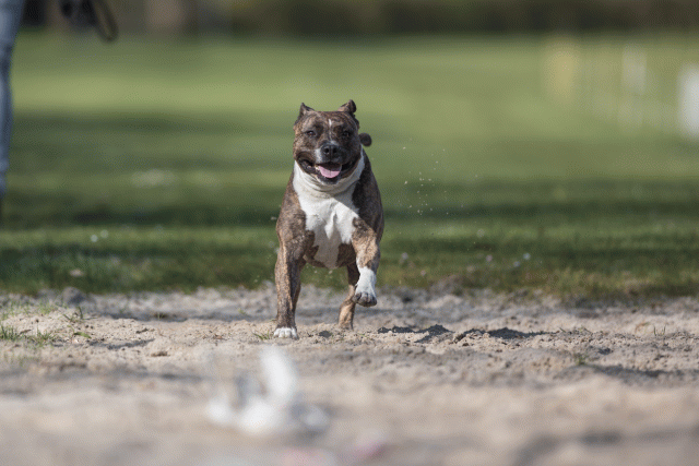 Bo4I8166 33686625032 O