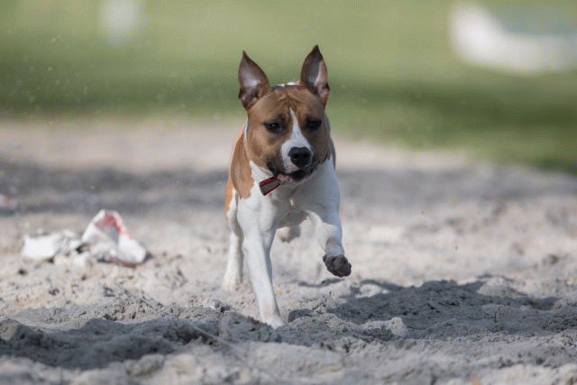 Bo4I8155 33686625472 O