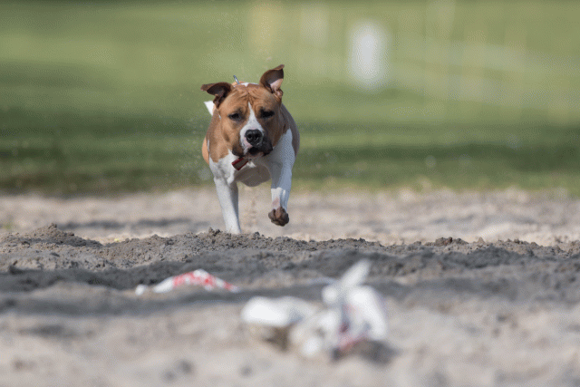 Bo4I8151 33686625752 O