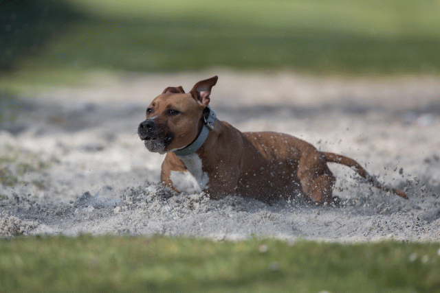 Bo4I8132 33686627742 O