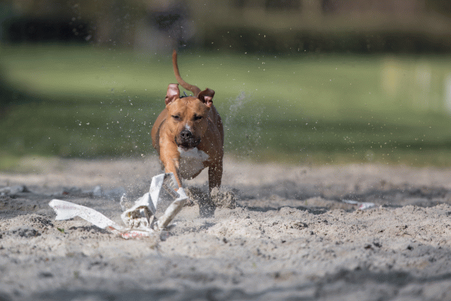 Bo4I8128 33686628052 O