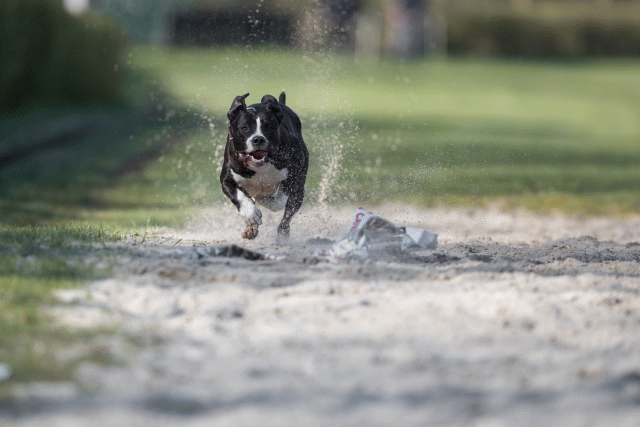 Bo4I8119 33686628522 O