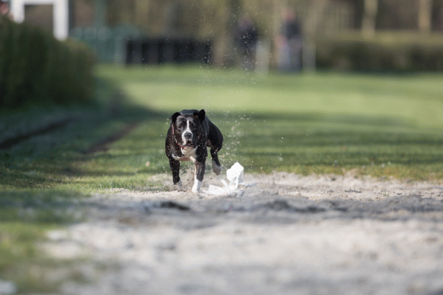 Bo4I8117 33686628832 O