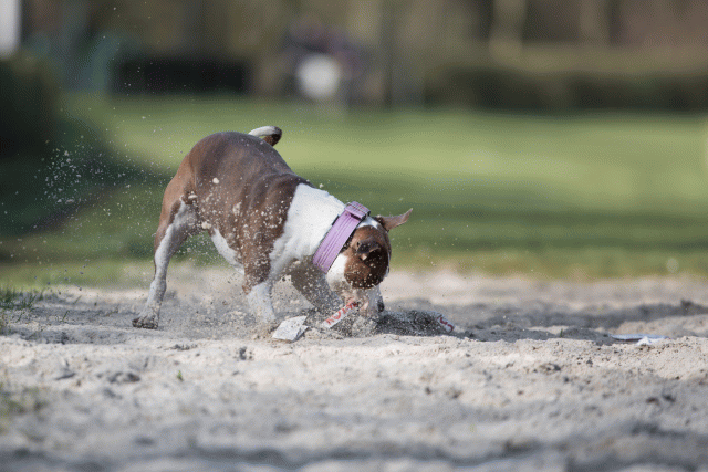 Bo4I8114 33686629222 O