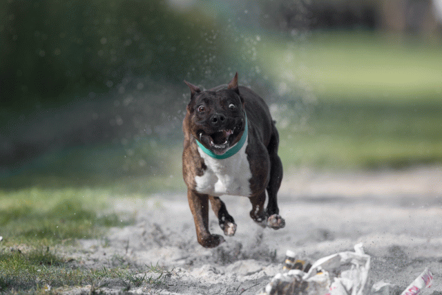 Bo4I8071 33686632632 O