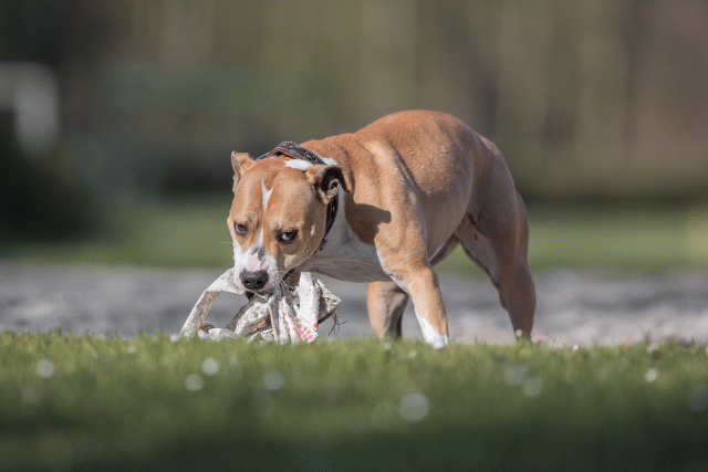 Bo4I8068 33686632982 O