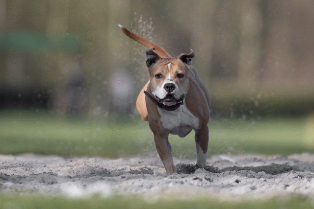 Bo4I8063 33686633162 O