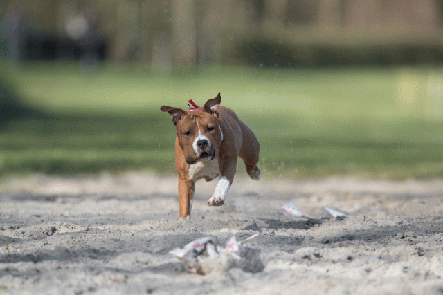 Bo4I8052 33686633902 O