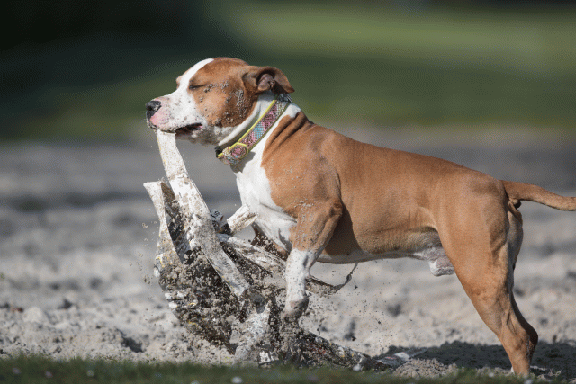 Bo4I8021 33686639492 O