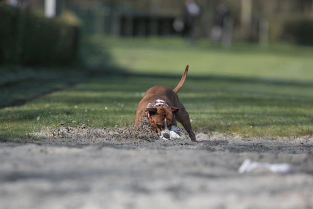 Bo4I8011 33686639762 O