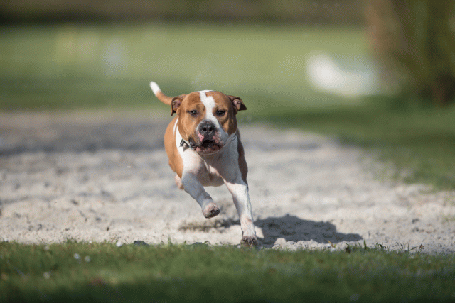 Bo4I8048 33686640082 O