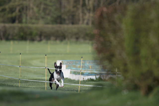 Bo4I8008 33686640442 O