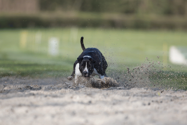 Bo4I8005 33686641022 O