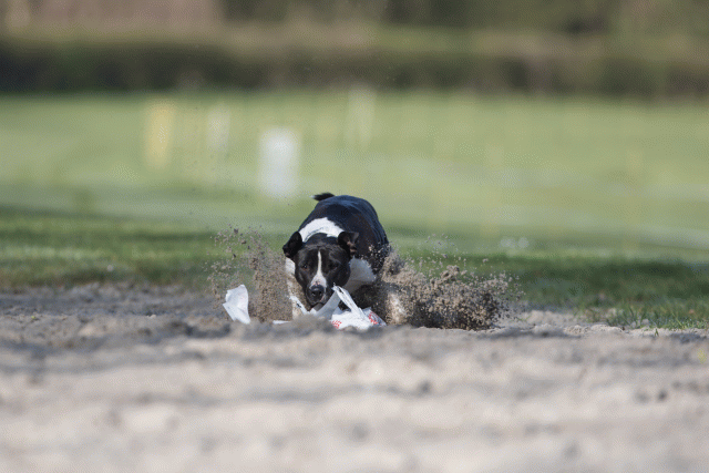 Bo4I8003 33686641312 O