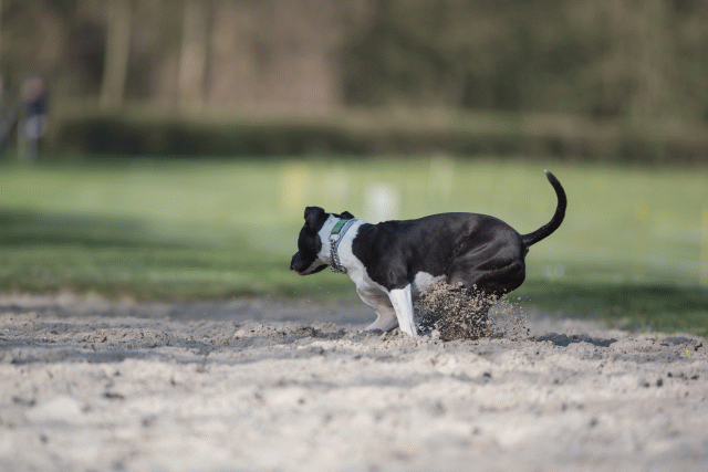 Bo4I8007 33686641612 O