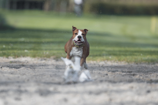 Bo4I8014 33686641892 O