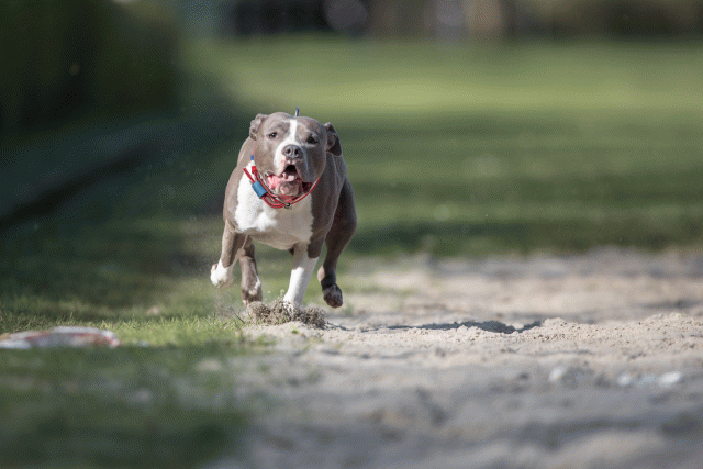 Bo4I8172 33713438221 O