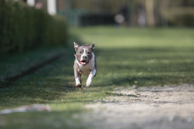 Bo4I8170 33713438571 O