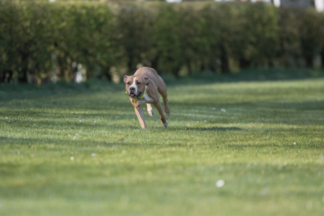 Bo4I8163 33713440161 O