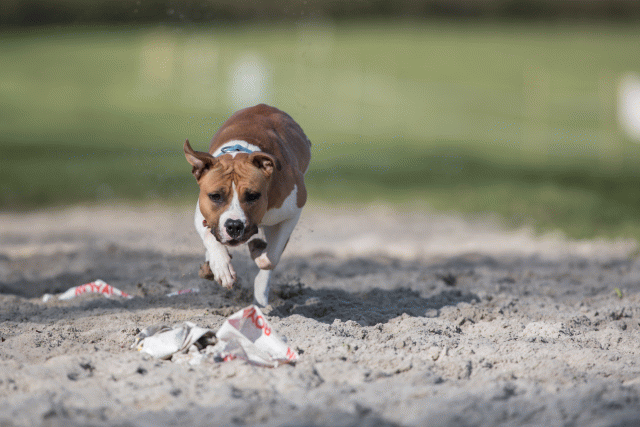 Bo4I8153 33713442481 O