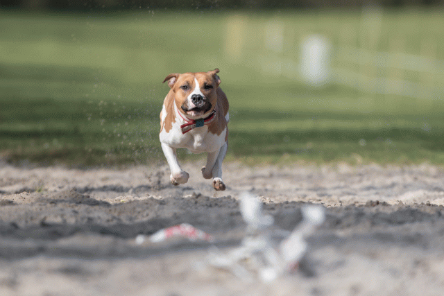 Bo4I8150 33713443621 O