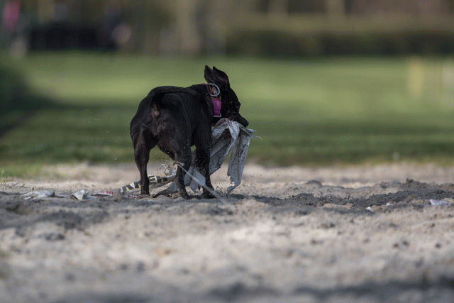 Bo4I8144 33713444351 O