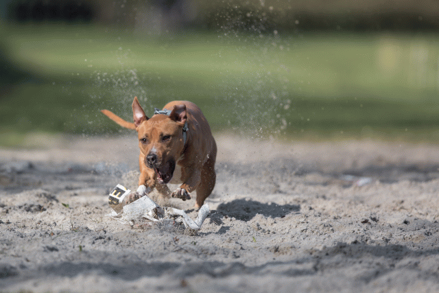 Bo4I8129 33713447801 O