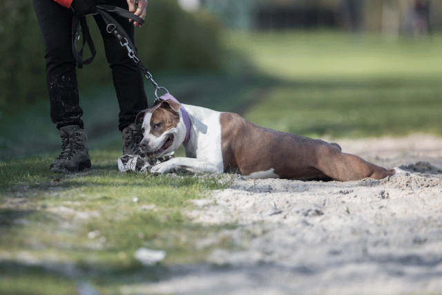 Bo4I8116 33713448851 O