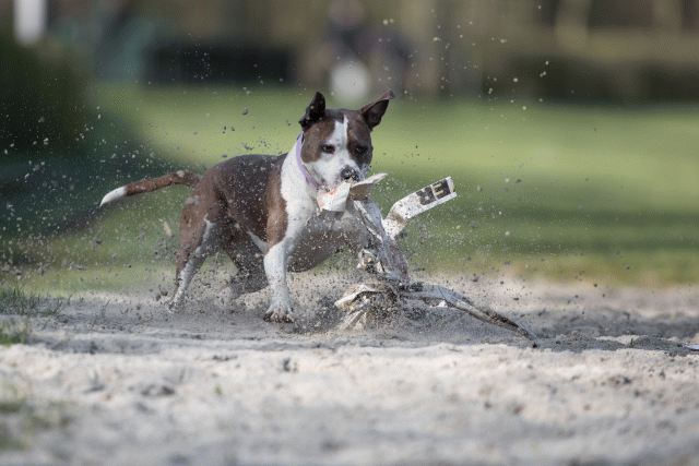 Bo4I8112 33713450591 O