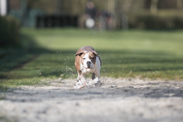 Bo4I8108 33713450951 O