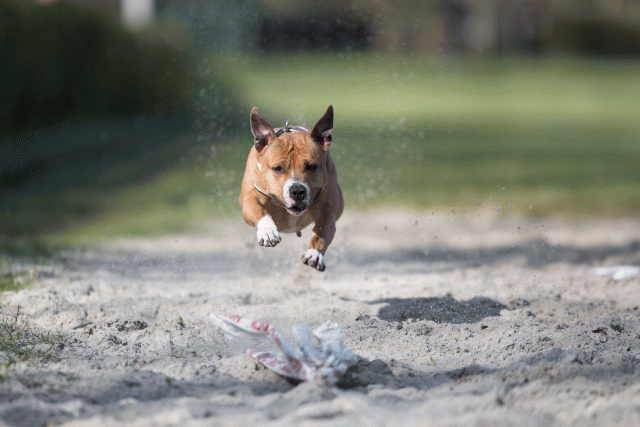 Bo4I8104 33713451501 O