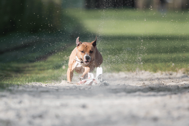 Bo4I8100 33713451941 O