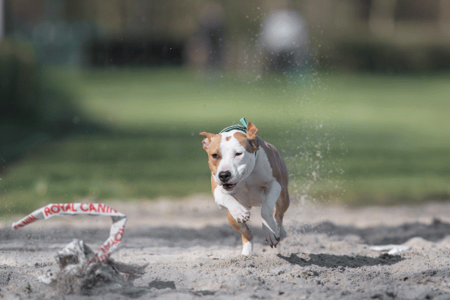 Bo4I8094 33713452171 O