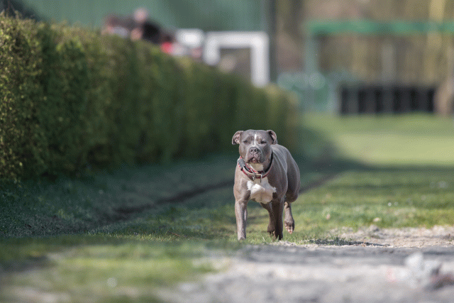 Bo4I8085 33713452561 O