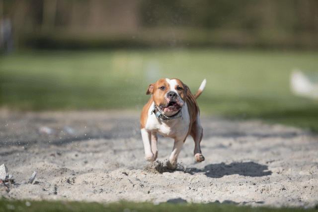 Bo4I8047 33713461551 O