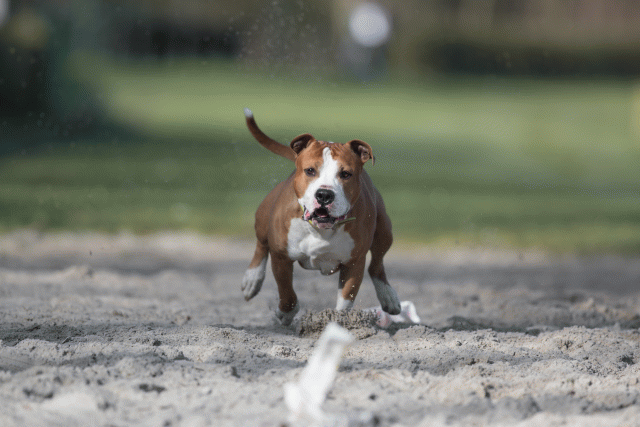 Bo4I8017 33713466011 O