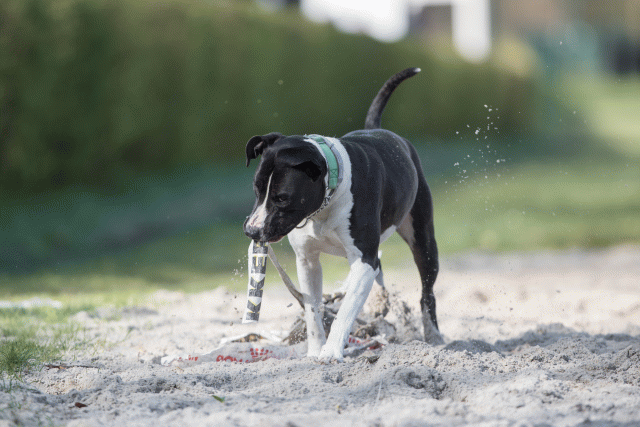 Bo4I8205 33801736606 O