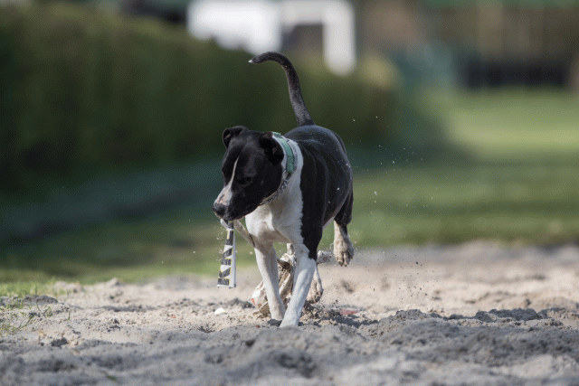 Bo4I8203 33801736996 O