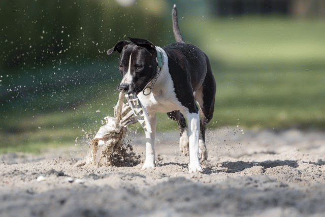 Bo4I8202 33801737076 O