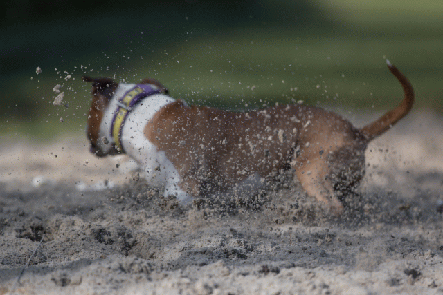 Bo4I8190 33801739366 O