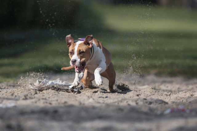 Bo4I8186 33801739946 O