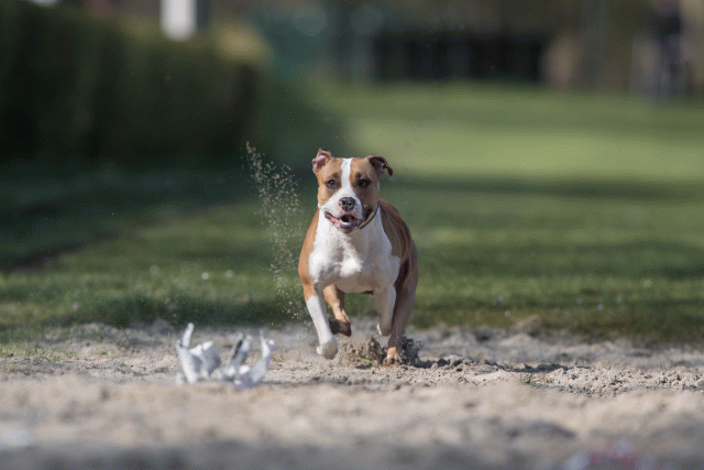 Bo4I8184 33801740266 O