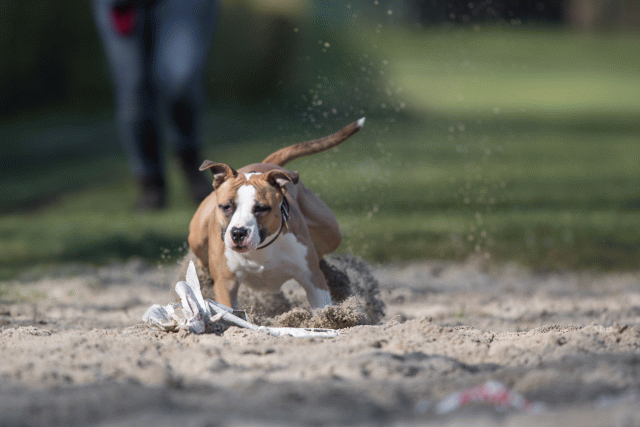 Bo4I8178 33801740706 O