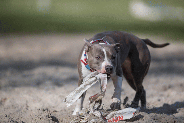 Bo4I8175 33801741576 O